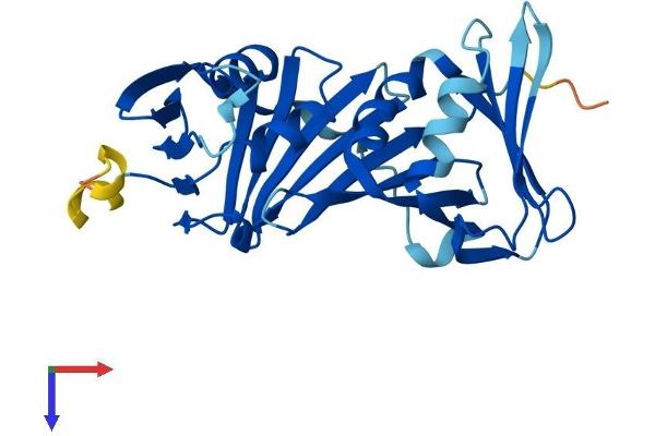 RAD1 Protein (AA 1-280) (His tag)