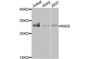 Western blot analysis of extracts of various cells, using ING5 antibody. (ING5 Antikörper)