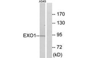Western blot analysis of extracts from A549 cells, using EXO1 Antibody. (Exonuclease 1 Antikörper  (AA 61-110))