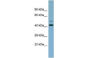 Host:  Rabbit  Target Name:  ZNF506  Sample Type:  THP-1 whole cell lysates  Antibody Dilution:  1. (ZNF506 Antikörper  (C-Term))