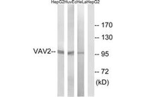 Western blot analysis of extracts from HepG2/HuvEc/HeLa cells, using VAV2 (Ab-142) Antibody.
