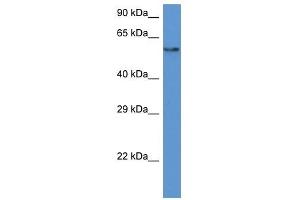 Western Blot showing PAF1 antibody used at a concentration of 1 ug/ml against HepG2 Cell Lysate