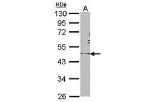 Image no. 2 for anti-POU Class 5 Homeobox 1 (POU5F1) (AA 101-295) antibody (ABIN467420) (OCT4 Antikörper  (AA 101-295))