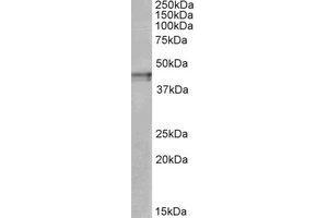Western Blotting (WB) image for anti-Opioid Receptor, kappa 1 (OPRK1) (C-Term) antibody (ABIN2464786)