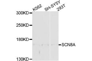 Western blot analysis of extracts of various cell lines, using SCN8A antibody (ABIN6003715) at 1/1000 dilution.