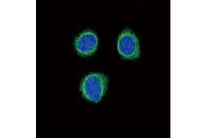 Confocal immunofluorescent analysis of EDNRB Antibody (C-term) (ABIN390760 and ABIN2841017) with 293 cell followed by Alexa Fluor®488-conjugated goat anti-rabbit lgG (green). (EDNRB Antikörper  (C-Term))