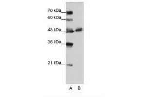 Image no. 1 for anti-WD Repeat Domain 13 (WDR13) (AA 63-112) antibody (ABIN202643) (WDR13 Antikörper  (AA 63-112))