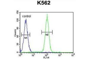 Flow cytometric analysis of K562 cells using DDX27 Antibody (C-term) Cat. (DDX27 Antikörper  (C-Term))