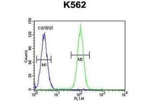 Flow cytometric analysis of K562 cells using DDX27 Antibody (C-term) Cat.