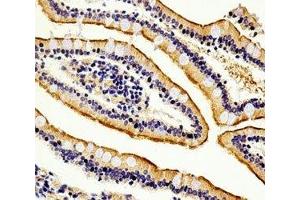 Immunohistochemical analysis of paraffin-embedded human small intestine section using anti-Alkaline Phosphatase antibody diluted at 1:100 dilution. (Alkaline Phosphatase Antikörper  (AA 274-304))