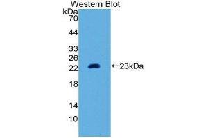 Western Blotting (WB) image for anti-Matrix Metallopeptidase 3 (Stromelysin 1, Progelatinase) (MMP3) (AA 289-452) antibody (ABIN1859854) (MMP3 Antikörper  (AA 289-452))