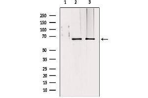 Western blot analysis of extracts from various samples, using TOM70 antibody. (TOM70 Antikörper  (C-Term))