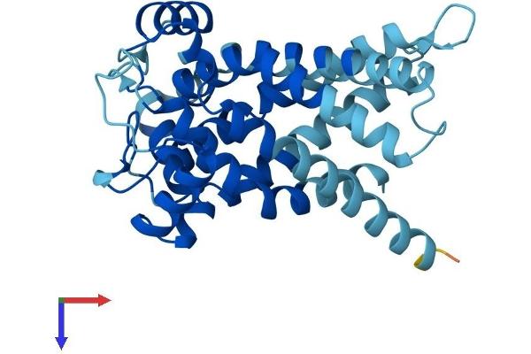 SLC25A35 Protein (AA 1-300) (His tag)