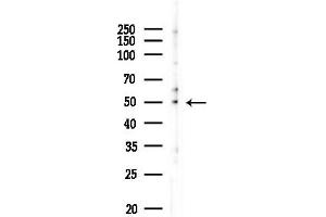 anti-G Protein-Coupled Receptor 150 (GPR150) (N-Term) antibody