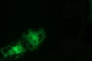 Anti-TCP11L2 mouse monoclonal antibody (ABIN2453875) immunofluorescent staining of COS7 cells transiently transfected by pCMV6-ENTRY TCP11L2 (RC207129). (TCP11L2 Antikörper)