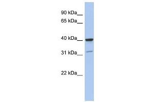 Thrombopoietin antibody used at 1 ug/ml to detect target protein.