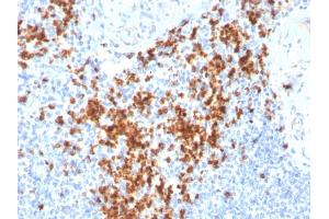 Formalin-fixed, paraffin-embedded human Spleen stained with Granzyme B Monospecific Mouse Monoclonal Antibody (GZMB/3014). (GZMB Antikörper  (AA 73-187))