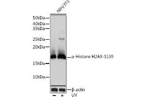 Western blot analysis of extracts of NIH/3T3 cells, using Phospho-Histone H2AX-S139 antibody (ABIN6135258, ABIN6136140, ABIN6136141 and ABIN7101881) at 1:1000 dilution. (Histone H2A Antikörper  (pSer139))
