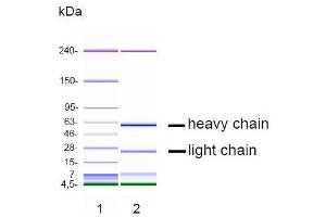 CGE analysis of purified NJ-4F3 monoclonal antibody. (s100a4 Antikörper)