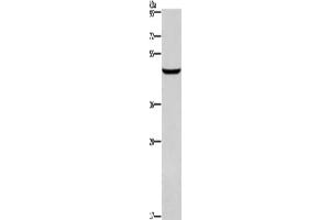 Western Blotting (WB) image for anti-Doublesex and Mab-3 Related Transcription Factor 3 (DMRT3) antibody (ABIN2429951) (DMRT3 Antikörper)