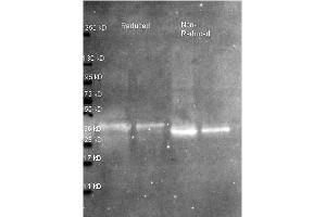 Western Blot of Rabbit anti-Ovalbumin antibody. (Ovalbumin Antikörper  (Biotin))
