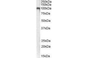 Image no. 1 for anti-Glutamate Receptor, Metabotropic 7 (GRM7) (Internal Region) antibody (ABIN375137) (GRM7 Antikörper  (Internal Region))