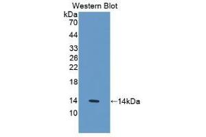 Detection of Recombinant IL33, Human using Monoclonal Antibody to Interleukin 33 (IL33) (IL-33 Antikörper  (AA 112-270))