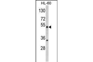 Western blot analysis of NR1I2 Antibody in HL-60 cell line lysates (35ug/lane) (NR1I2 Antikörper  (AA 100-127))