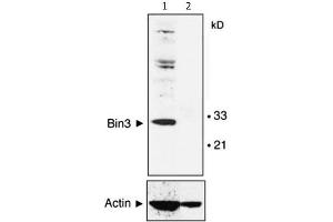 Western Blot of Mouse Anti-BIN3 antibody. (BIN3 Antikörper)