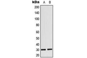 Western blot analysis of MYF6 expression in MCF7 (A), rat heart (B) whole cell lysates.
