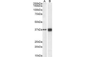 ABIN6391384 (0. (SOX2 Antikörper  (N-Term))