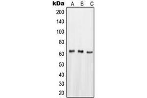 Western blot analysis of NUR77 expression in HeLa (A), HepG2 (B), SHSY5Y (C) whole cell lysates. (NR4A1 Antikörper  (Center))
