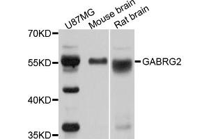 Western blot analysis of extracts of various cell lines, using GABRG2 antibody (ABIN5970868) at 1/1000 dilution. (GABRG2 Antikörper)