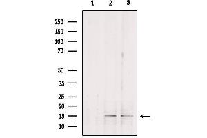 Western blot analysis of extracts from various samples, using GOLT1B Antibody. (GOLT1B Antikörper)