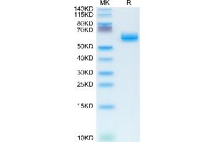 CLEC9A Protein (AA 57-241) (Fc Tag)