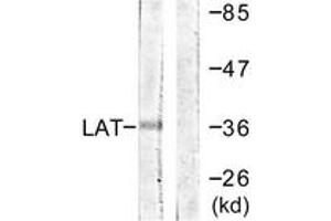 Western Blotting (WB) image for anti-Linker For Activation of T Cells (LAT) (AA 171-220) antibody (ABIN2888734) (LAT Antikörper  (AA 171-220))