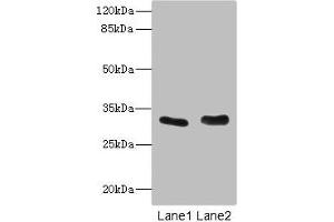 Western blot All lanes: FHL3 antibody at 1. (FHL3 Antikörper  (AA 1-280))