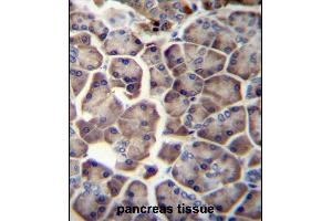 WDR12 Antibody (Center) (ABIN657000 and ABIN2846179) immunohistochemistry analysis in formalin fixed and paraffin embedded human pancreas tissue followed by peroxidase conjugation of the secondary antibody and DAB staining. (WDR12 Antikörper  (AA 210-239))