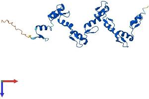 ZNF501 Protein (AA 1-271) (His tag)