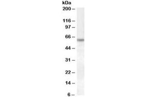 Western blot testing of HeLa lysate with Granulin antibody at 1ug/ml. (Granulin Antikörper)