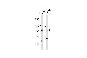 All lanes : Anti-STAT5A Antibody (C-term) at 1:2000 dilution Lane 1: K562 whole cell lysates Lane 2:  whole cell lysates Lysates/proteins at 20 μg per lane. (STAT5A Antikörper  (C-Term))