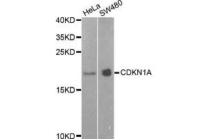 Western blot analysis of extracts of HeLa and SW480 cell lines, using CDKN1A antibody. (p21 Antikörper)