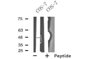 Western blot analysis of extracts from COS-7 cells, using OPRK1 antibody. (OPRK1 Antikörper  (N-Term))