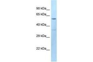 Image no. 1 for anti-Dopachrome Tautomerase (DCT) (AA 41-90) antibody (ABIN6747923) (DCT Antikörper  (AA 41-90))