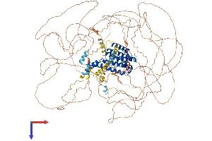 AFF2 Protein (AA 1-1272) (His tag)