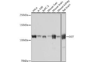 Western blot analysis of extracts of various cell lines, using OGT Rabbit mAb (ABIN7269074) at 1:1000 dilution. (OGT Antikörper)