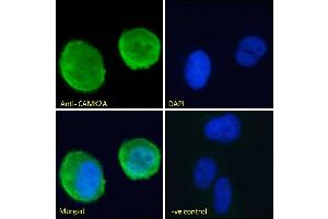 (ABIN570984) Immunofluorescence analysis of paraformaldehyde fixed U2OS cells, permeabilized with 0. (CaMKII alpha/beta (Internal Region) Antikörper)
