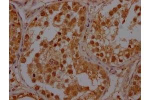IHC image of ABIN7150422 diluted at 1:400 and staining in paraffin-embedded human testis tissue performed on a Leica BondTM system. (POLR2A/RPB1 Antikörper  (AA 76-298))