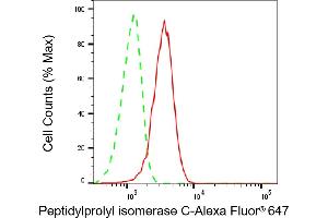 anti-Peptidylprolyl Isomerase C (Cyclophilin C) (PPIC) antibody