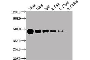Western Blot Positive WB detected in: HepG2 whole cell lysate at 20 μg, 10 μg, 5 μg, 2. (ENO1 Antikörper  (AA 2-434))